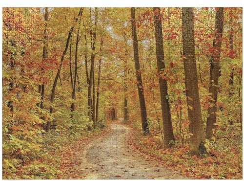 ABAKUHAUS Fall Jigsaw Puzzle, Deciduous Trees Seasonal Leaves Pathway Wilderness Woodland Image, Heirloom-Quality Fun Activity for Family Durable Cardboard, 1000 pcs, Orange Pale Green Brown