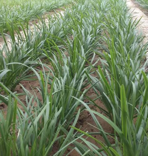 Buy4seeds 40 Seeds Garlic Chives Chinese Chives Easy to Grow Garden