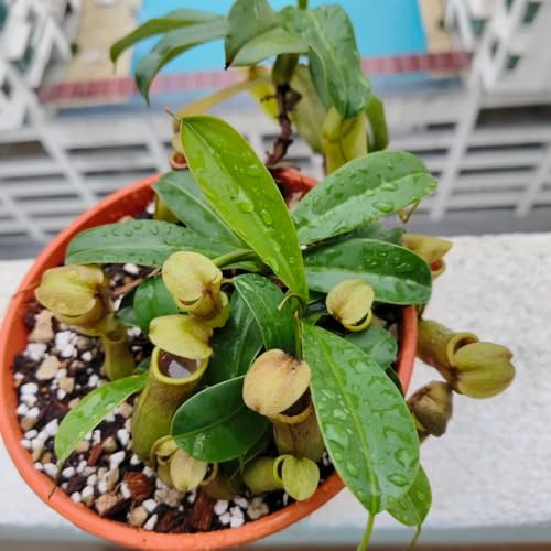 nepenthes - carnivora tappezzante perenne e resistente Carnivoro resistenti per giardini rocciosi verdi, da appartamento da ufficio sempreverdi appartamento 130semi