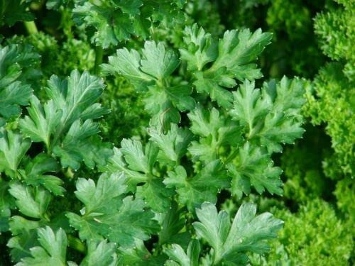 50 SEMI DI PREZZEMOLO RICCIO:Grani