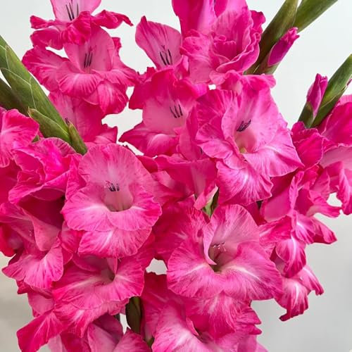 gladiolen zwiebeln winterhart,Gladiolus, exotische pflanzen winterhart gladiolen knollen gartenpflanzen winterhart mehrjährig pflanzen geschenk zwiebelblumen bodendecker winterhart 5pcs