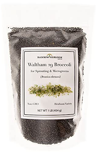 Broccoli Seeds for Sprouting & Microgreens | Waltham 29 Variety | Non GMO & Heirloom Seeds | Bulk 1 LB (16 oz) Resealable Bag | Rainbow Heirloom Seed Co.
