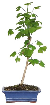 KENTIS - Bonsaï Ginkgo Biloba - Bonsaï de Style Japonais - Bonsai Plante Naturelle d'Extérieur Décoratives - H 28-42 cm Pot en Céramique Ø 19 cm