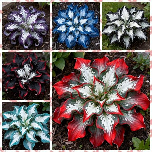 Hosta perenne, Hosta de fácil cultivo, Hosta híbrida-8 pcs-B