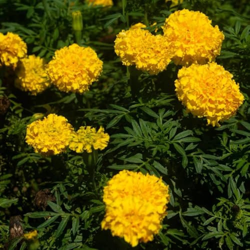 Semi di calendula biologici - giardino resistenti rare vecchie varietà balcone 400pcs