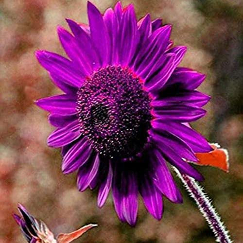 300 Pièces Graines de Tournesol, Graine de Fleurs Tournesol à Planter, Graine Fleurs à Semer, Semences de Tournesols pour Jardin et Balcon, Haute Germination, Facile à Cultiver (Violet)