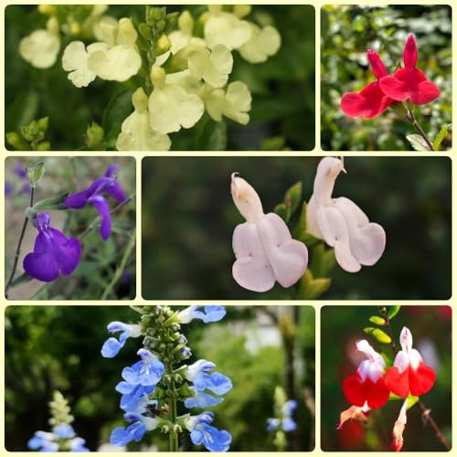 Semillas de salvia, para jardin Semillas de Salvia japonica, de jardín culinarias 300pcs