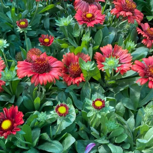 Gaillardia pulchella, winterharte für garten Kokardenblume Staude Winterhart, wildblumensamen stauden winterhart mehrjährig geschenke für gartenliebhaber 250Samen