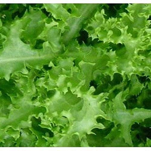 Fresh Endive -Green Curled Ruffec' 50 Seeds