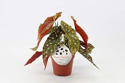 Begonia maculata wightii - Planta para truchas (35 cm)