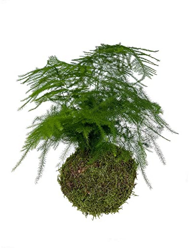 Garden Center Shop | Kokedama Colgante de Asparagus Fern | Arte Botánico Vivo en Musgo | Helecho Espárrago de Follaje Vaporoso Colgante | Decoración Premium Interior y Colgante