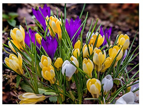 10 x Crocus Specie Mixed Spring Flowering Bulbs Multicoloured Dwarf Botanical Early Flowers Variety Ready for Planting Now