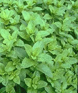 Menta Potseed - Mentha Piperita - Giardino di Menta Piperita - 1000 Semi
