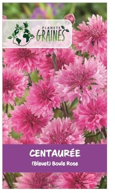 125 graines de fleurs centaurée cyanus boule rose — bleuet rose double annuel champêtre pour massifs, fleurs coupées et jardin