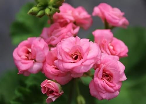 100 graines de fleurs de géranium roses fraîches et neuves