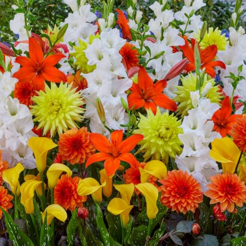 Fleurs d'été bulbes Fire Work Collection - 25 pièces - Glaïeuls/Lys/Dahlias/Calla - vivaces mélange de bulbes - Qualité Néerlandaise - Pour jardin, pot et balcon