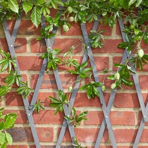 Smart Garden Heavy Duty Expanding Garden Trellis - Slate 1.8 x 0.6m (4011048)