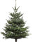 Echter Weihnachtsbaum - Nordmanntanne - frisch geschlagen Christbaum Tannenbaum (Tanne, 80-100 cm)