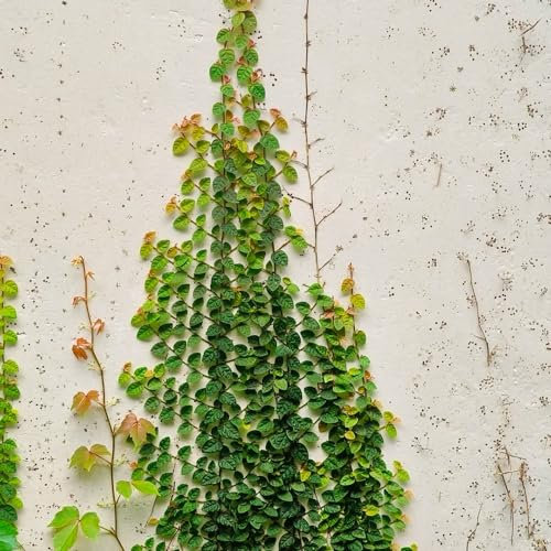 300 pcs wilder wein kletterpflanze samen - blumen mehrjährig winterhart winterharte kübelpflanzen (Parthenocissus tricuspidata) balkon blumensamen balkonpflanzen alte sorten saatgut