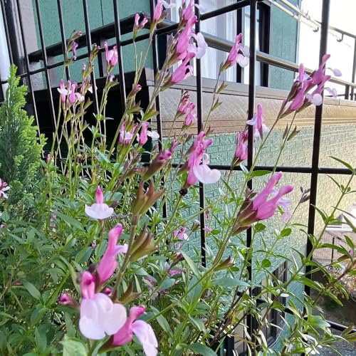 salbeisamen pflanzensamen wildblumen kräuterpflanzen salbei zimmerpflanzen gartenkräuter teingartenpflanzen winterhart gartenblumen balkonblumen für sonnige plätze luftreinigende 1000samen