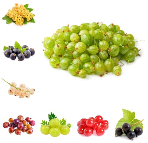 Semillas de grosella espinosa - grosella espinosa - grosella de zapote, resistentes en columnares, exóticas resistentes 125pcs