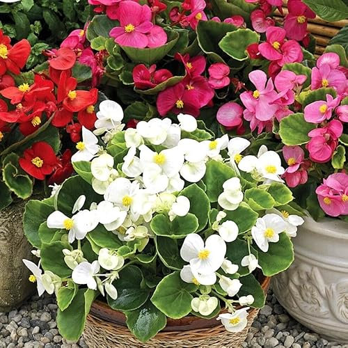 Wax Begonia Dwarf Mix 2000 Seeds + freebie + Plant tag (Begonia semperflorens)