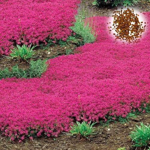 300/400/1000 Graines de Cresson de Roche, Graine de Thym Serpolet, Plante Vivace Couvre-Sol, Semences de Thym Rampant pour Jardin et Balcon, Graines Fleurs à Semer, Faciles à Cultiver (1000Pcs)