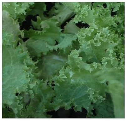 Pcs - 30x Endive Krausblättrig Très Fin Maraîchère Myrna EKO Plants Seeds KS77 - Seeds & Plants Shop by Ipsa