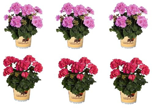 Pack de 6 Geranios Plantas Naturales con Flores de Exterior