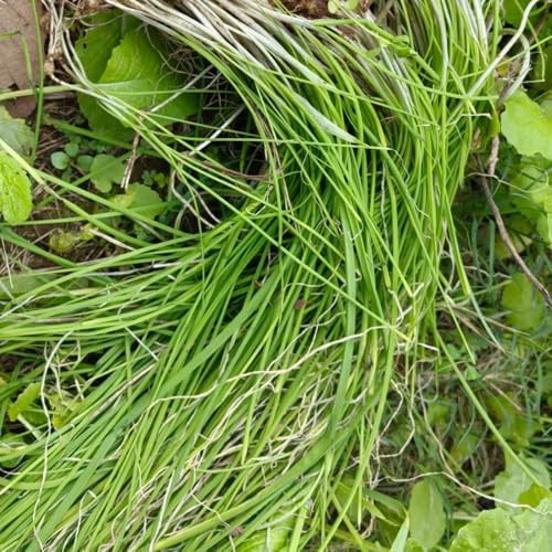 semillas de cebollino perenne, jardín el balcón cebollinos, tradicionales de orgánicas, 500pcs