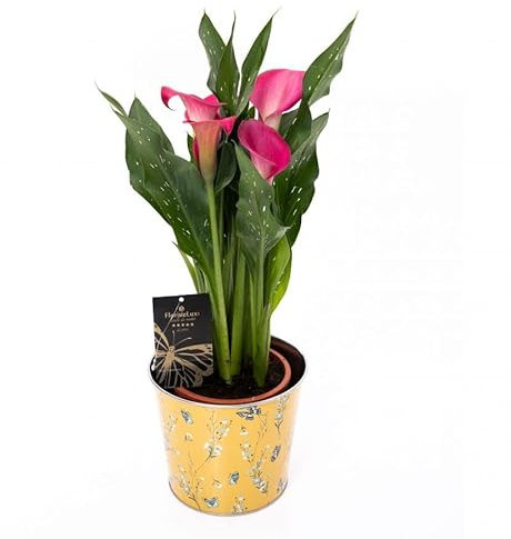 Lirio de Agua o Cala Planta Natural para Decorar y Armonizar el Hogar