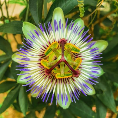 AMDGarden Pianta di Passiflora Caerulea Frutto della Passione Passion Fruit Rampicante per Esterni Fiori Bianchi e Blu Originaria del Sud America