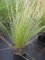Stipa tenuissima Pony Tails - Zartes Federgras - Frauenhaargras - Engelshaargräser