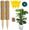 Hongyans 2 Pezzi Sostegno Piante Rampicanti Bastone Muschiato 30 cm Cocco Muschio Palo Totem in Cocco di Supporto per Piante per Pothos Pianta Monstera Deliciosa con Fascette da Giardino