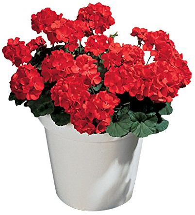 Burpee Big Red Geranium Seeds 10 seeds