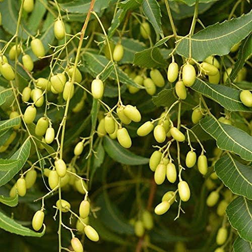 Aamish 25 semillas de árbol de neem.