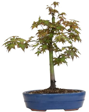 KENTIS - Bonsai di Acero Giapponese - Acer Palmatum Katsura - Bonsai da Esterno Vero Ornamentale - Piante Vere - H 45-50 cm Vaso Ø 27,5 cm