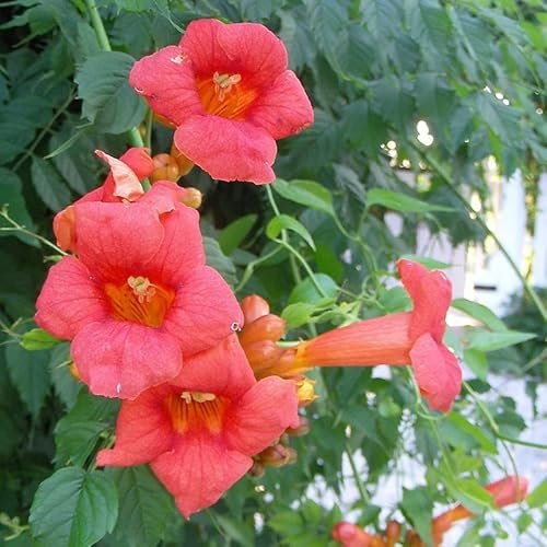 Bignone, Trompette de Virginie 'Flamenco' – Campsis radicans 'Flamenco' – 50-60 cm pot