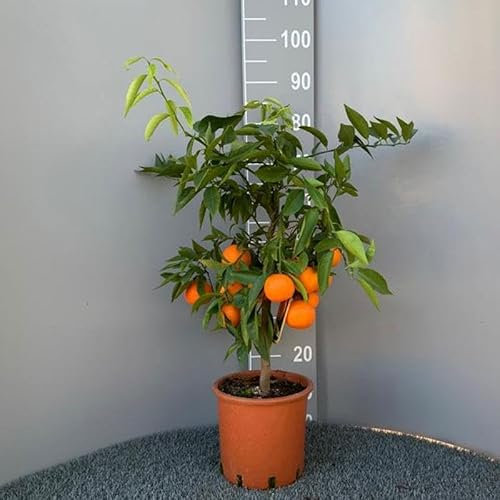 SAVINI VIVAI Clementinenpflanze, gewöhnlicher Clementinen-Zitrusbaum im 20 cm Topf, Höhe 70 cm, 2-3 Jahre Veredelung, hergestellt in Italien