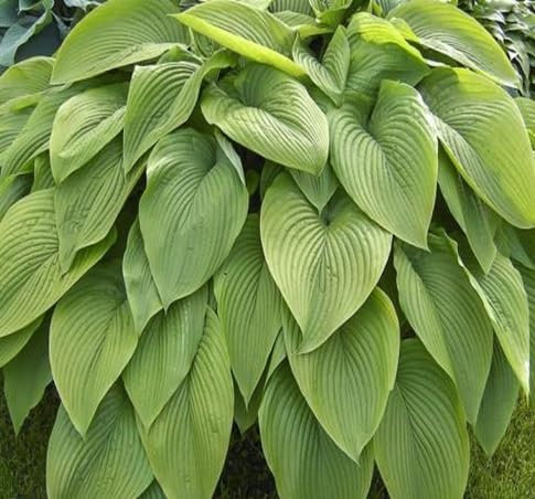 60 graines de plantes Hosta