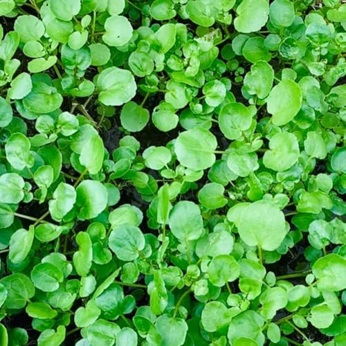 Semillas de berro, microvegetales Capuchina officinale, semillas de medicinales de balcón del jardín 50pcs