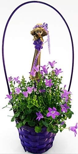 POWERS TO FLOWERS - CAMPANULA CARPATICA IN CESTO SIGNORINA, pianta vera