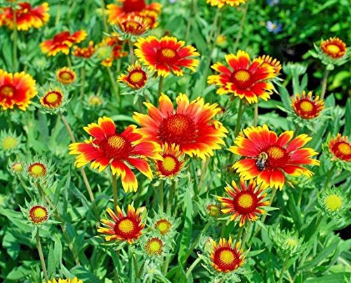 400 + Kokardenblume SEEDS American Native Wildstauden Bienen Schmetterlinge : Seeds Only