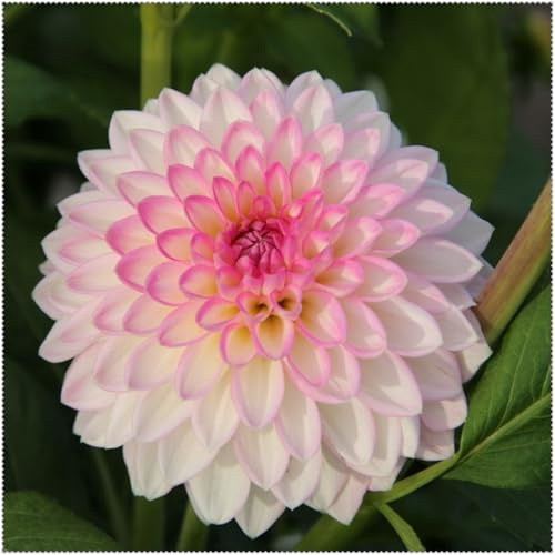 Rizoma de dalias + Dalias ubérculos resistentes -Adaptables a suelos pobres y climas secos - Ideal para plantar -2Tubérculos-A