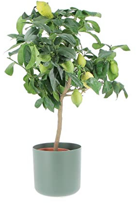 KENTIS - Limonero - Citrus Limon - Plantas Frutales de Exterior - Cítricos Para Balcón - H 70-80 cm Maceta Ø 20 cm