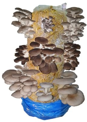 Mushroom Growing Kit, Edible Blue, Florida & Phoenix Oyster, XL 1 Meter Long, Easy and Fast Ideal for Beginner Mushroom Grow kit, Including Living Spawn, Gardening Gifts - Foragers Table