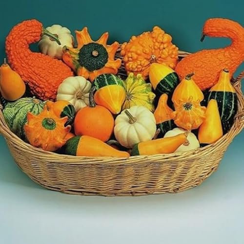 1 Pack of 30 SEEEDS Gourd - Ornamental Mixture