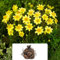 3 x Dahlia Mignon Mixed – Vibrant Petite Blooms for Summer – Perennial Flowering Bulbs – Perfect for UK Gardens & Climate Conditions