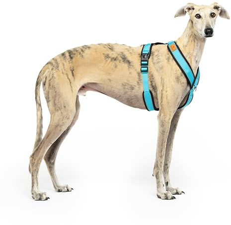 Harnais réfléchissant Anti-Traction en Forme de « Y » - Idéal pour Lebrelles : lévrier Italien, Whippet, lévrier, Podenco - sûr, Respirant et Durable - Parfait pour la Marche, l'entraînement et la