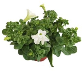 DECOALIVE Petunia Blanca Natural - Planta de Exterior con Flores Vibrantes